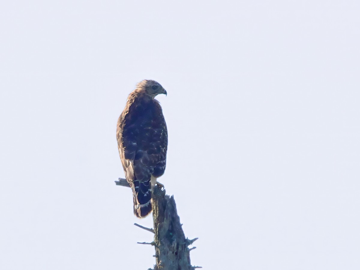 Red-shouldered Hawk - ML641056565