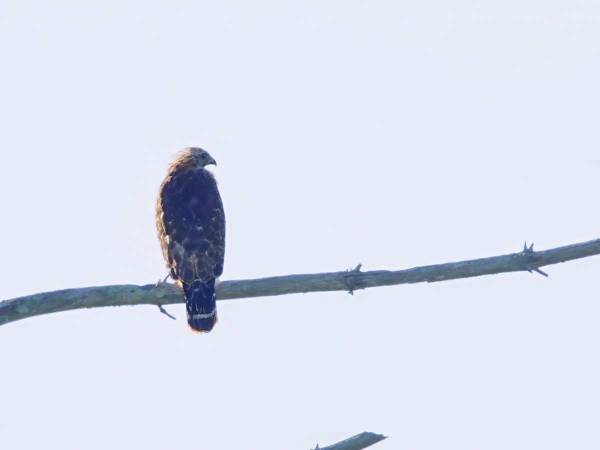 Red-shouldered Hawk - ML641056566