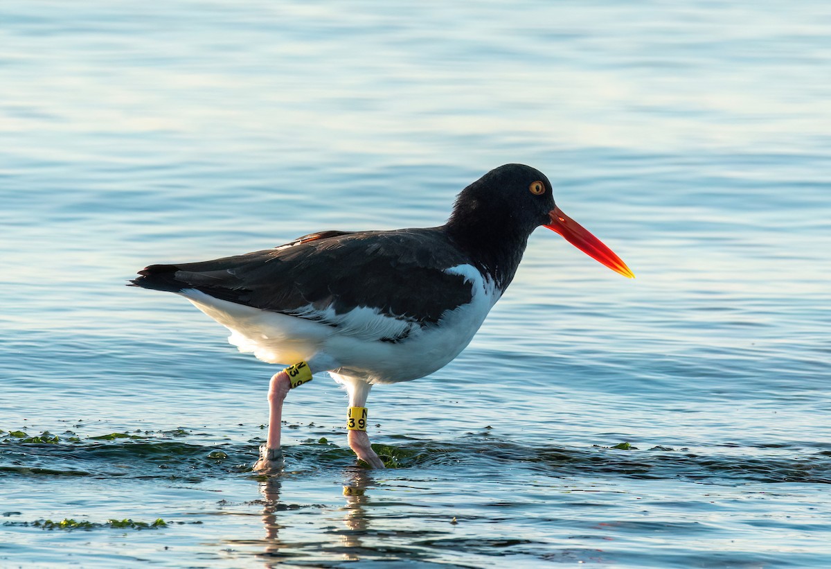 American Oystercatcher - ML641056571