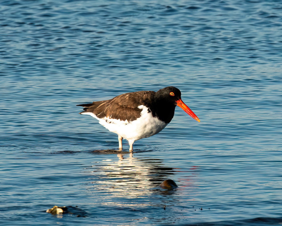 American Oystercatcher - ML641056573