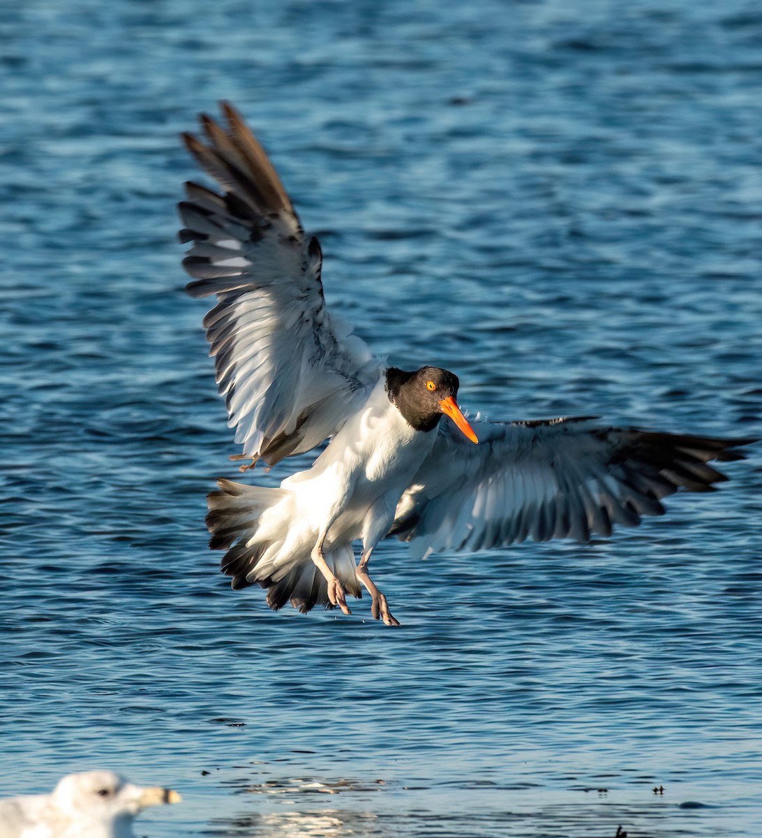 American Oystercatcher - ML641056574