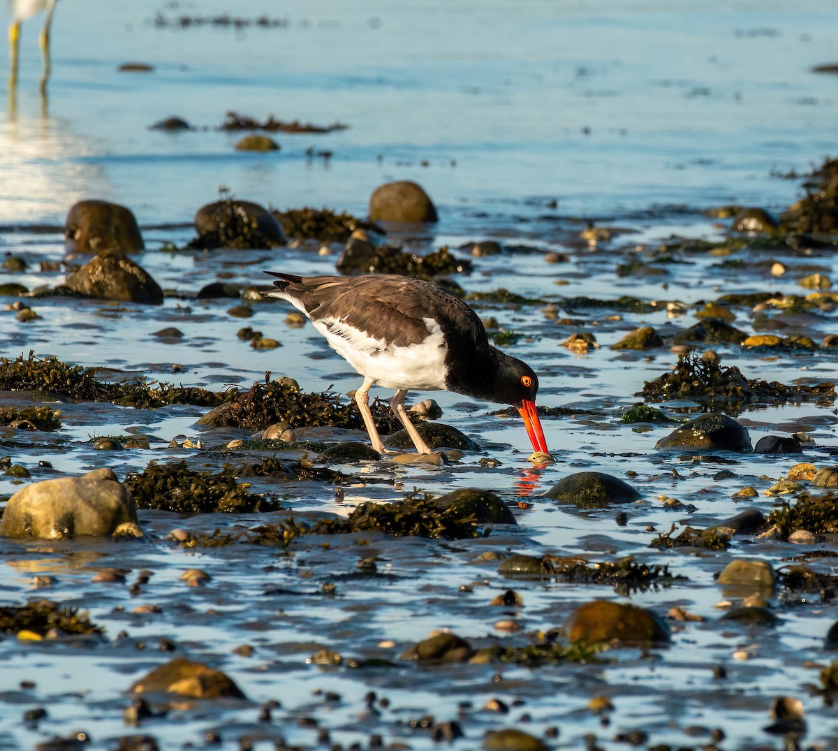 American Oystercatcher - ML641056575