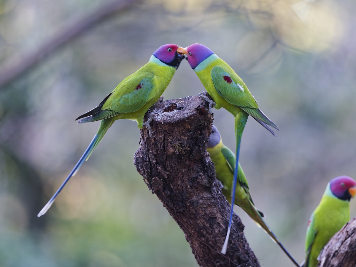 Plum-headed Parakeet - ML641056594