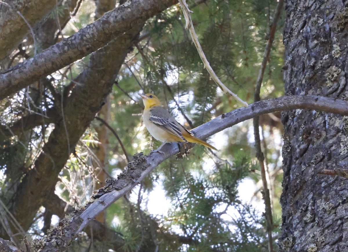 Bullock Turpiyalı - ML641056602