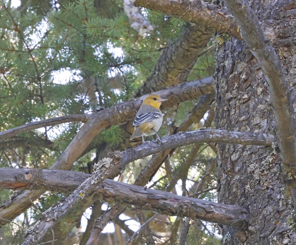 Bullock Turpiyalı - ML641056603