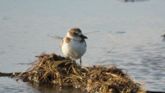 Wilson's Plover - ML641056610