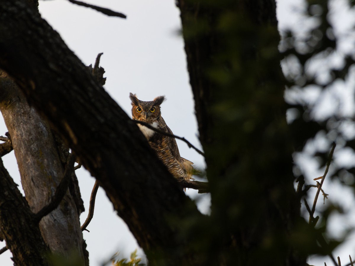 Great Horned Owl - ML641056611