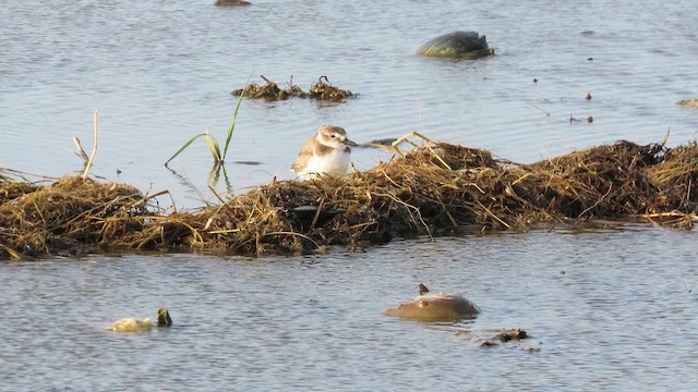 Wilson's Plover - ML641056614