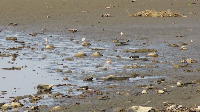 Wilson's Plover - ML641056615
