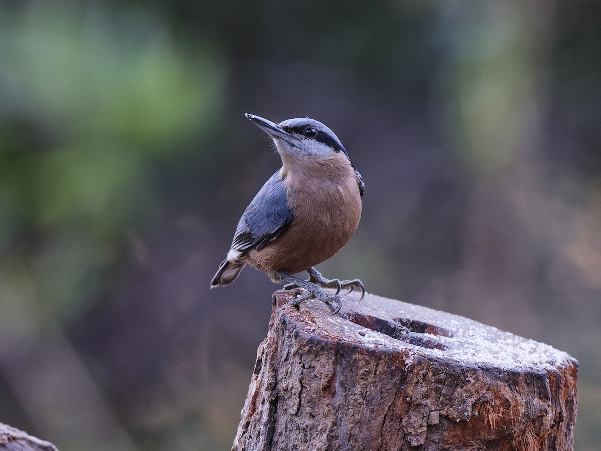 Chestnut-bellied Nuthatch - ML641056634
