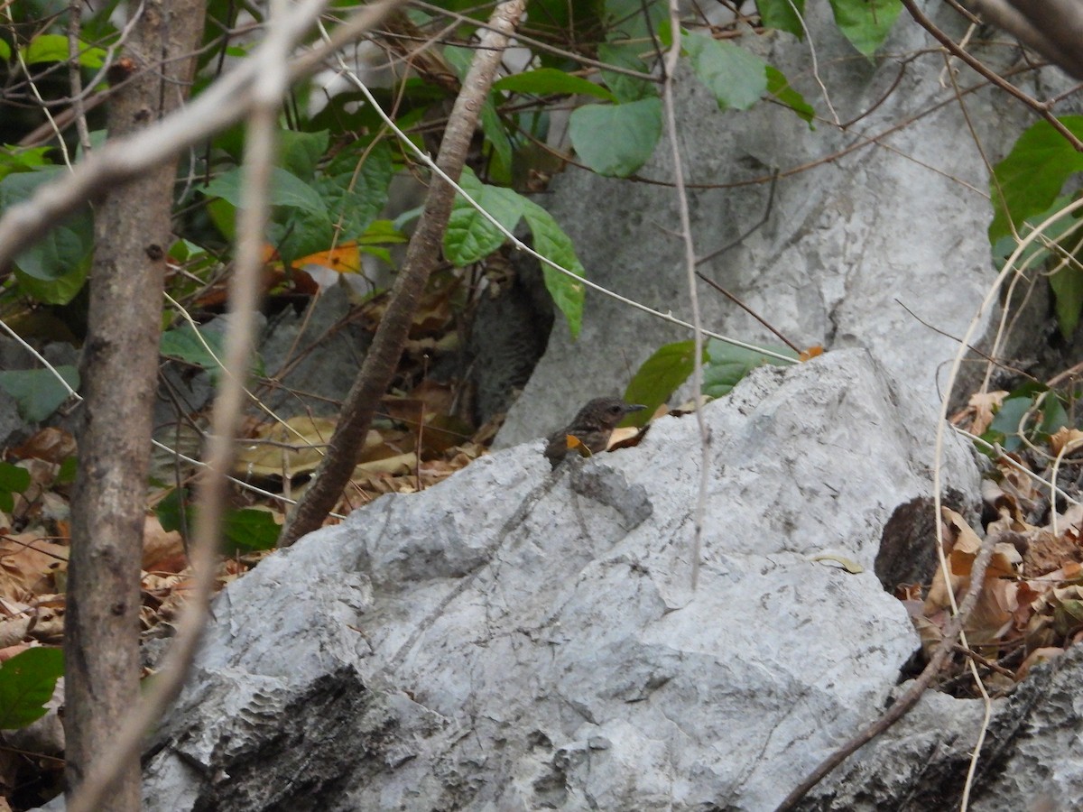 Rufous Limestone Babbler - ML641056640