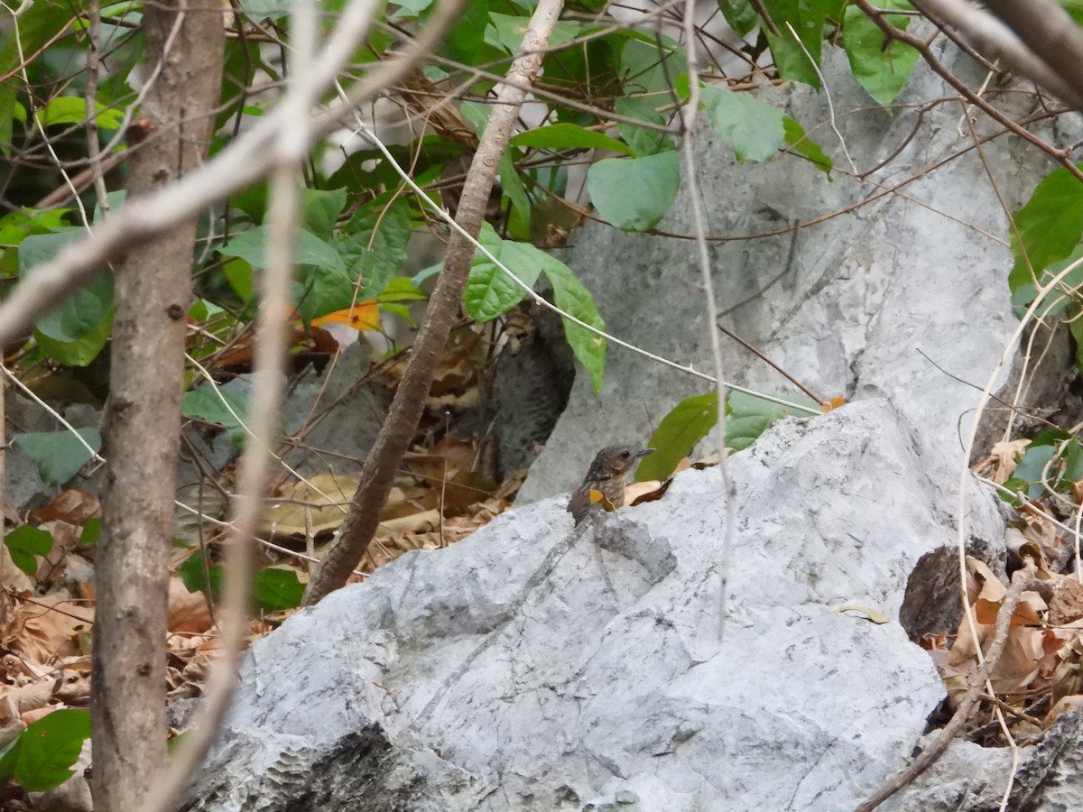Rufous Limestone Babbler - ML641056641