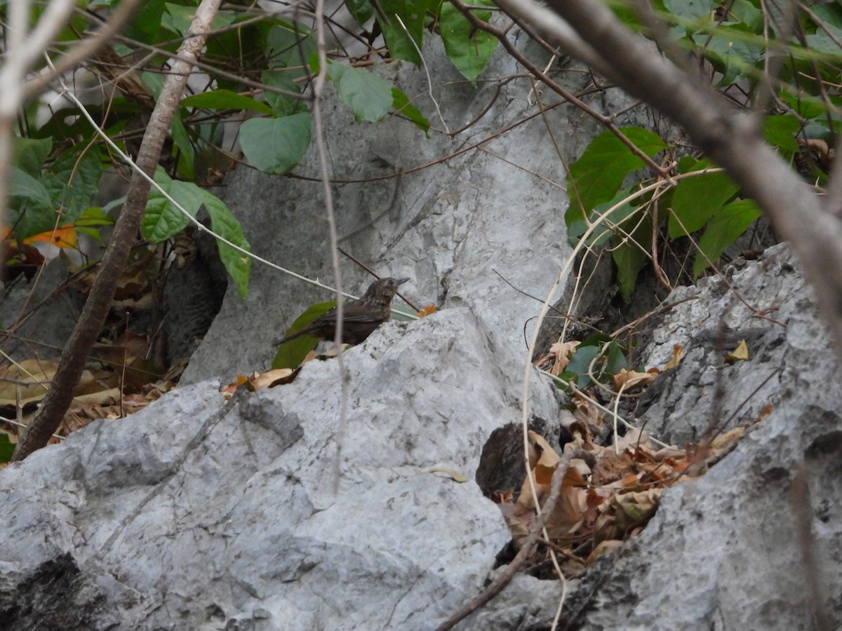 Rufous Limestone Babbler - ML641056642