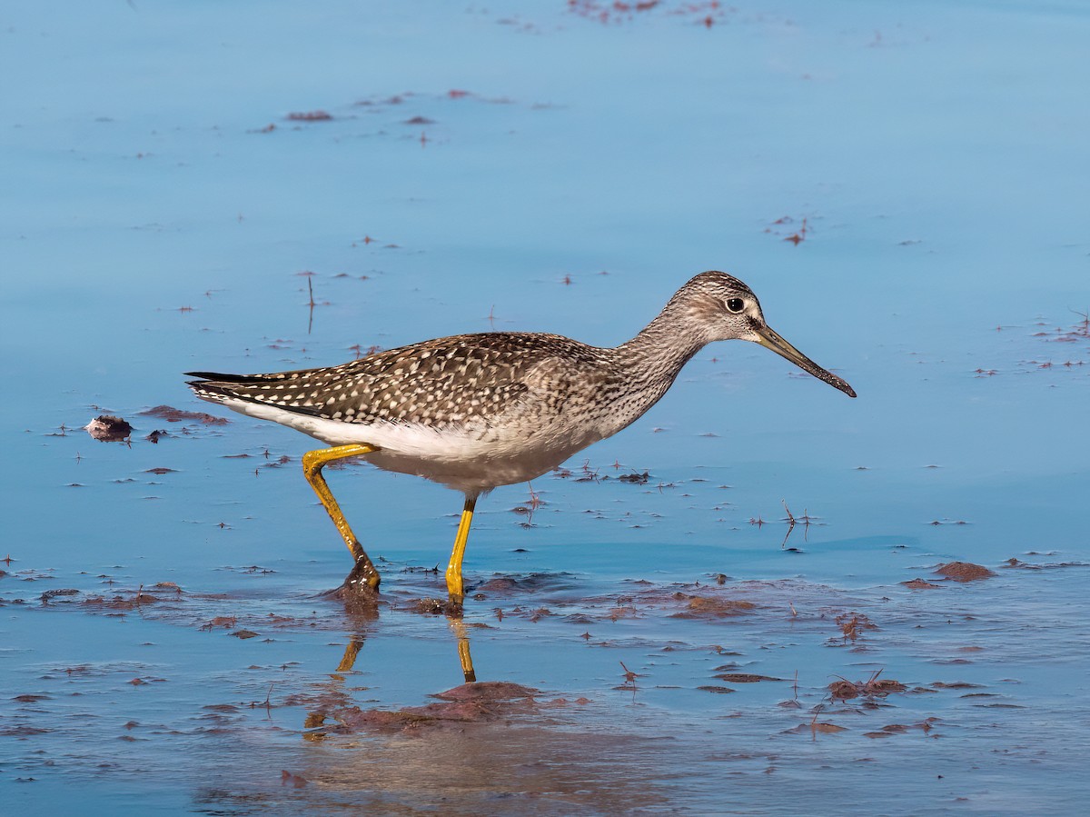 Greater Yellowlegs - ML641056689