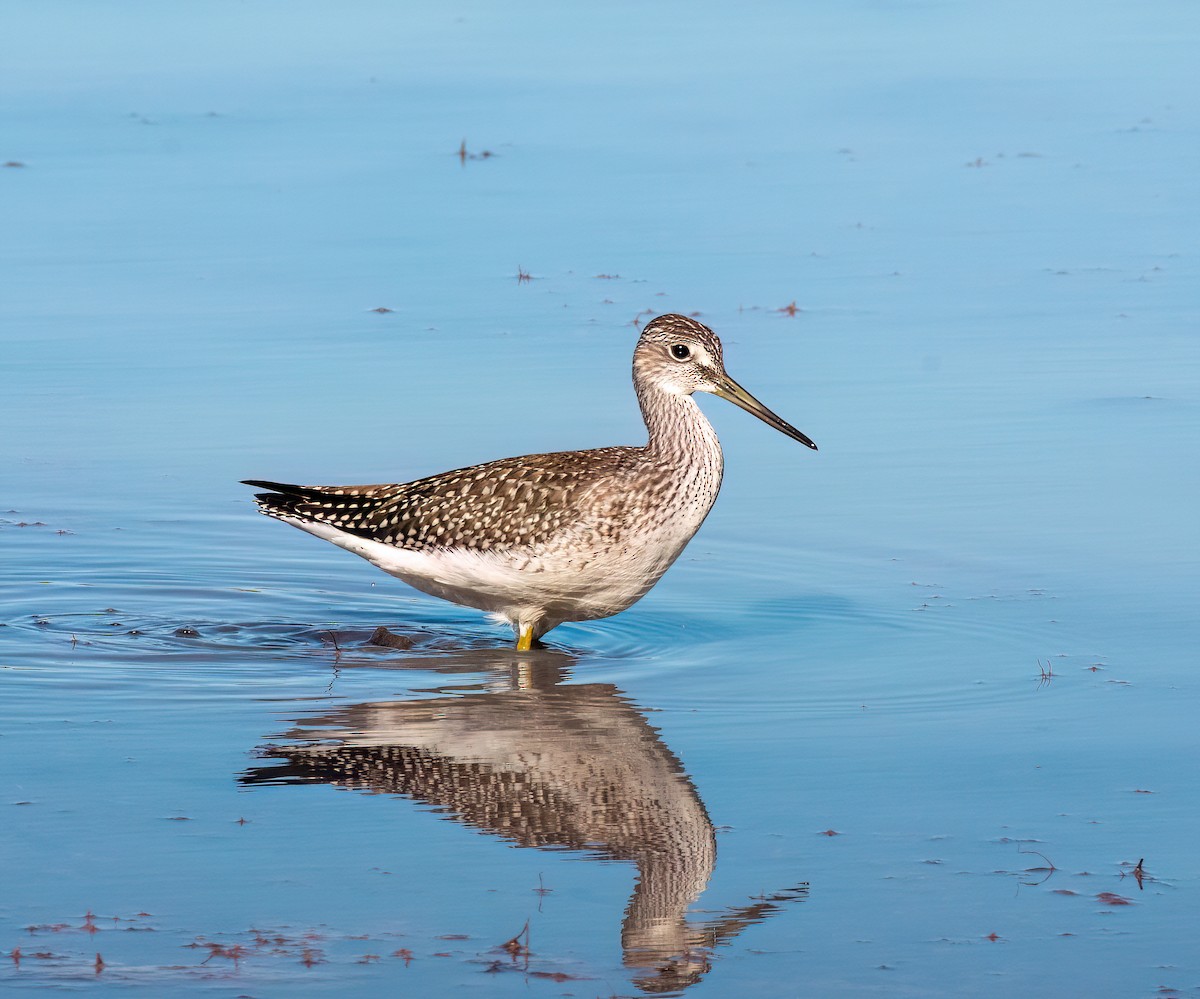 Greater Yellowlegs - ML641056690