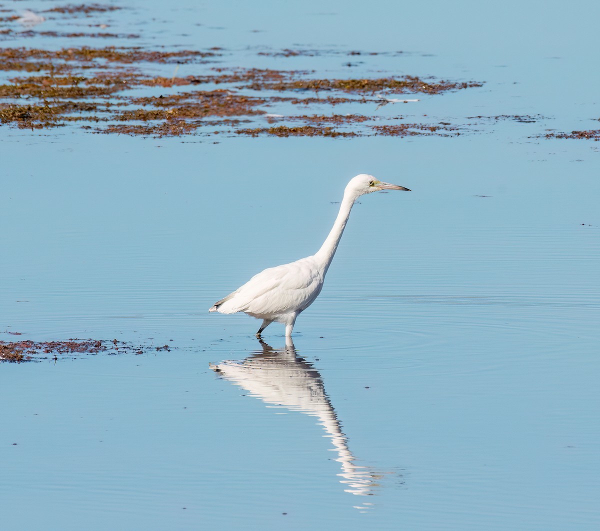 Little Blue Heron - ML641056696