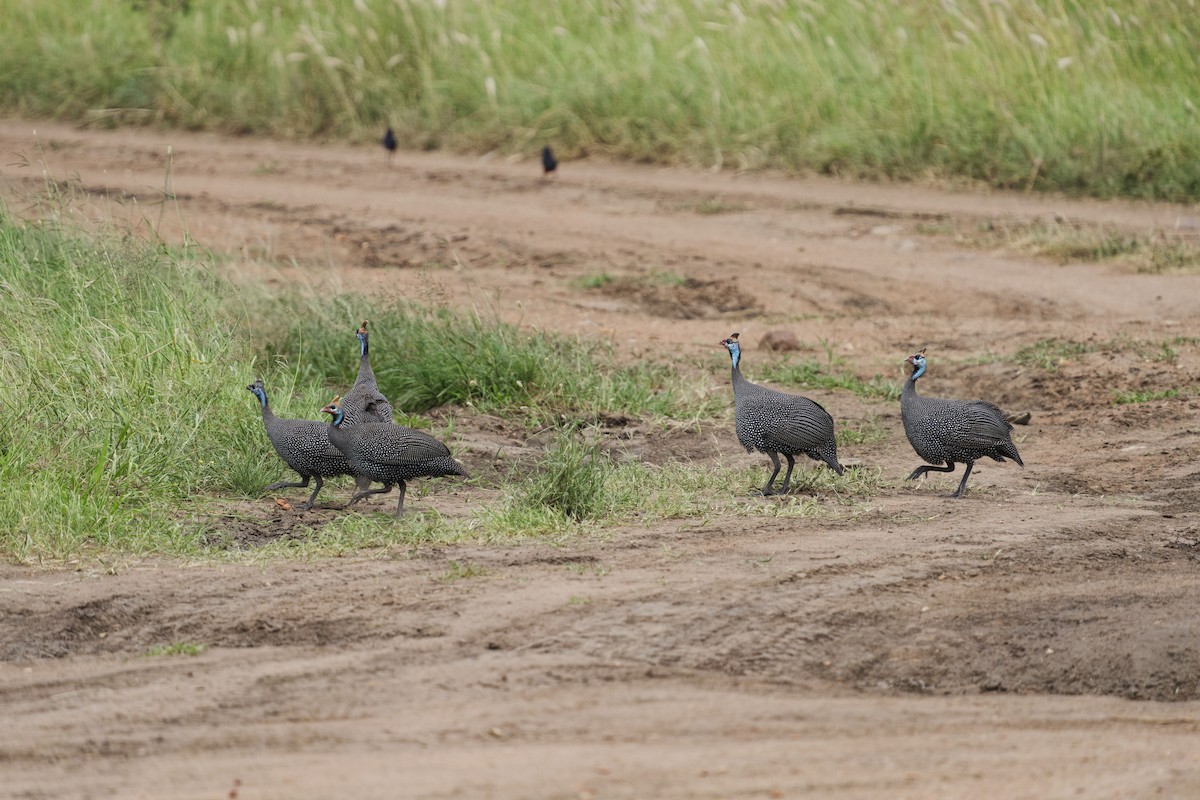 Helmeted Guineafowl - ML641056723