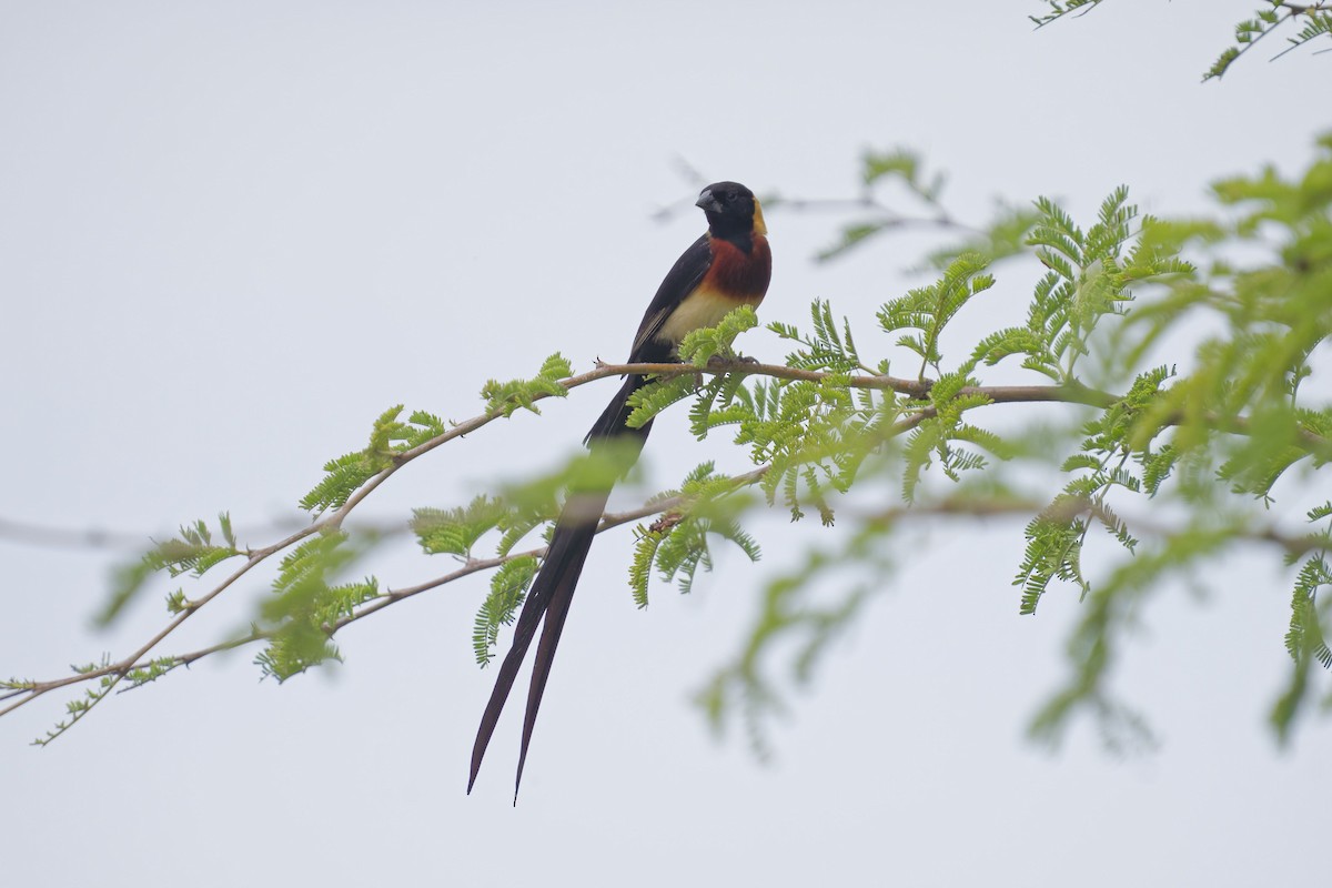 Eastern Paradise-Whydah - ML641056729