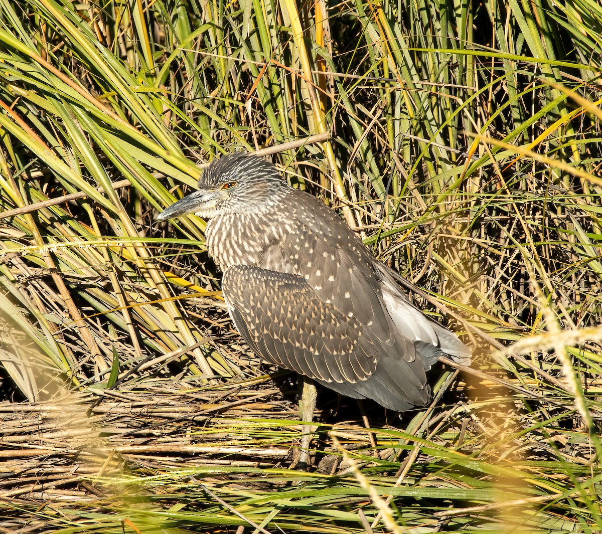 Yellow-crowned Night Heron - ML641056748