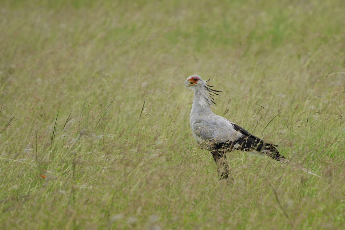 Secretarybird - ML641056750
