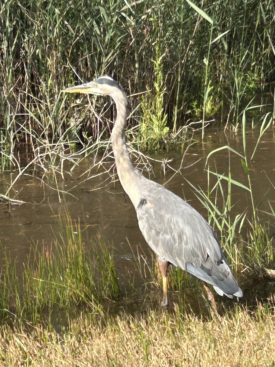 Great Blue Heron - ML641056753