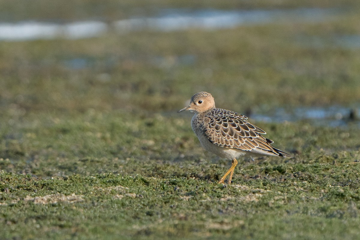 Buff-breasted Sandpiper - ML641056755