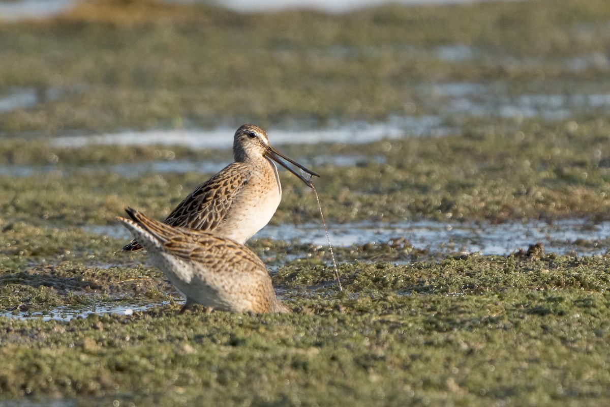 Short-billed Dowitcher - ML641056770