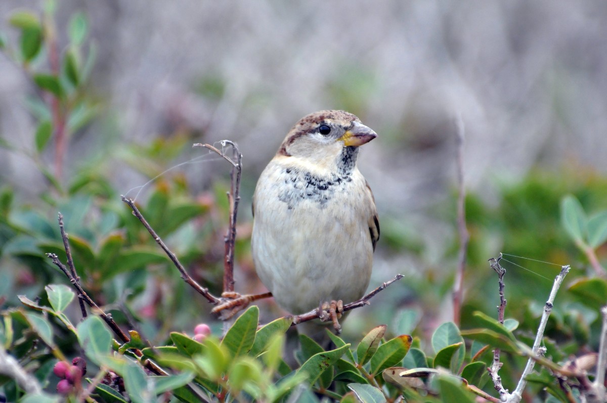 Italian Sparrow - ML641056809