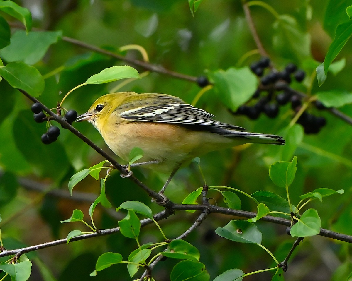 Bay-breasted/Blackpoll Warbler - ML641056836