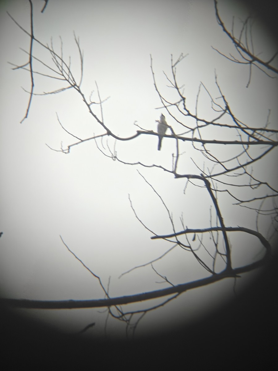 Bar-winged Flycatcher-shrike - ML641056841