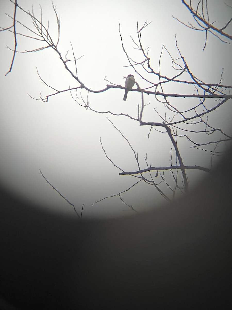 Bar-winged Flycatcher-shrike - ML641056842