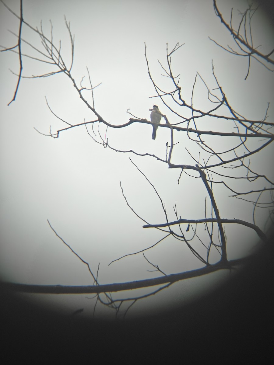 Bar-winged Flycatcher-shrike - ML641056843