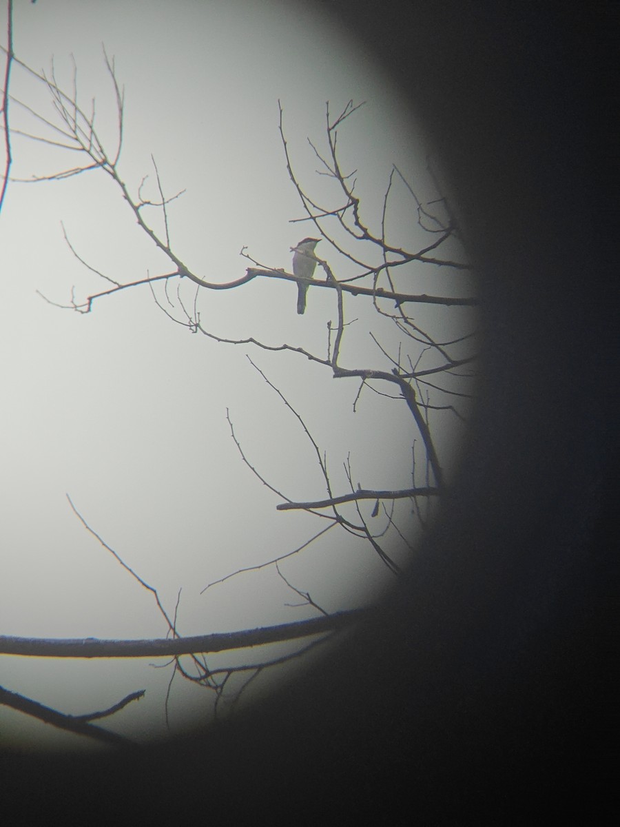Bar-winged Flycatcher-shrike - ML641056844