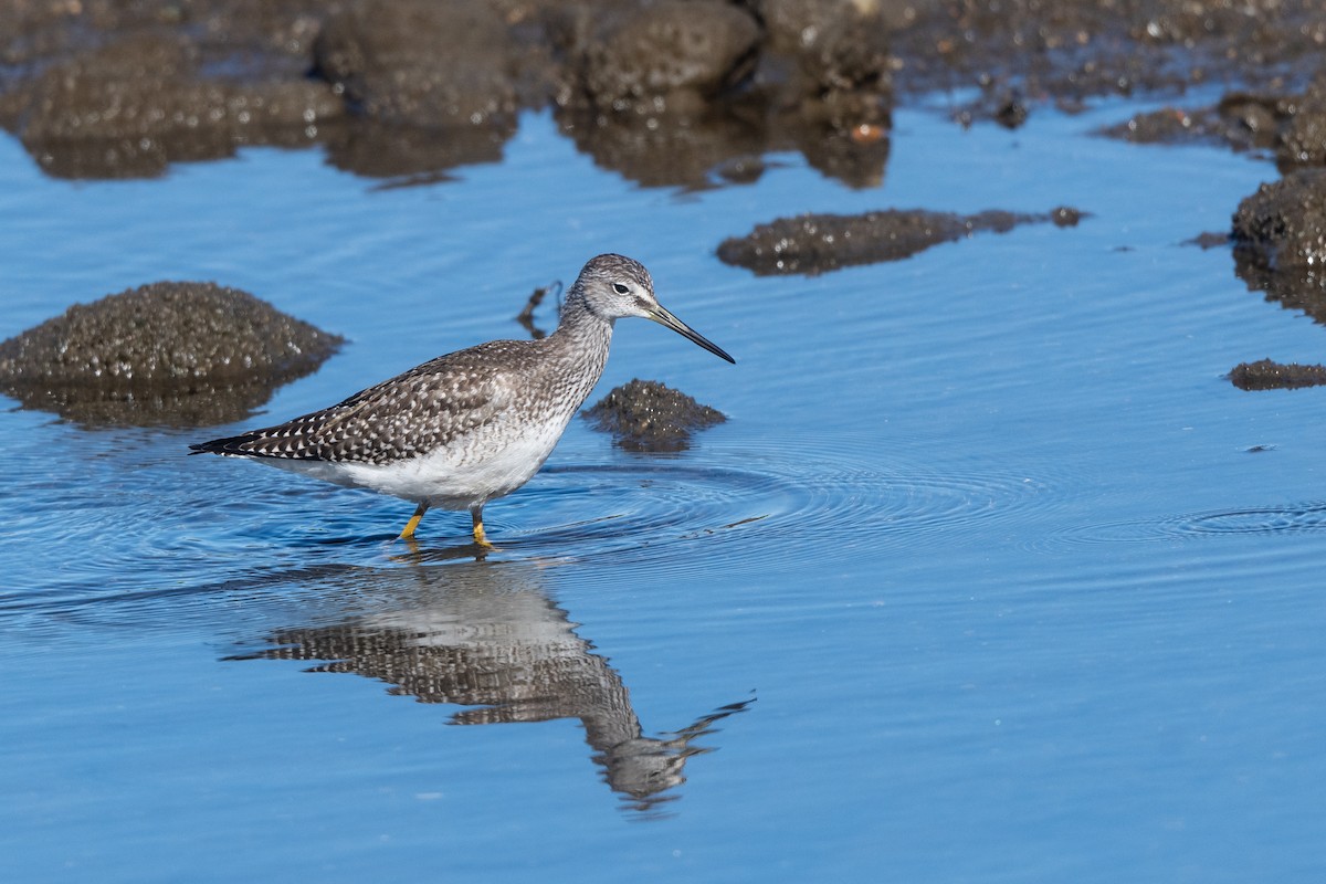 Greater Yellowlegs - ML641056845