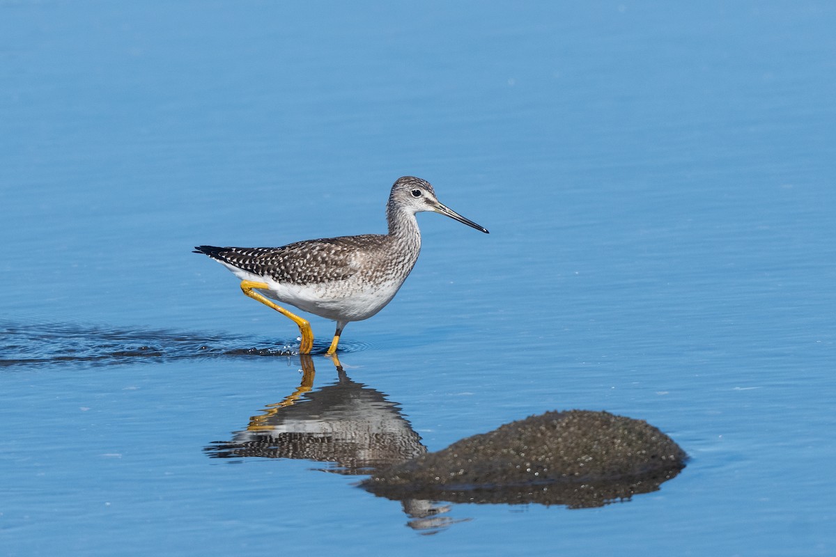 Greater Yellowlegs - ML641056848