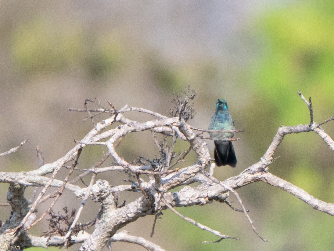White-vented Violetear - ML641056849