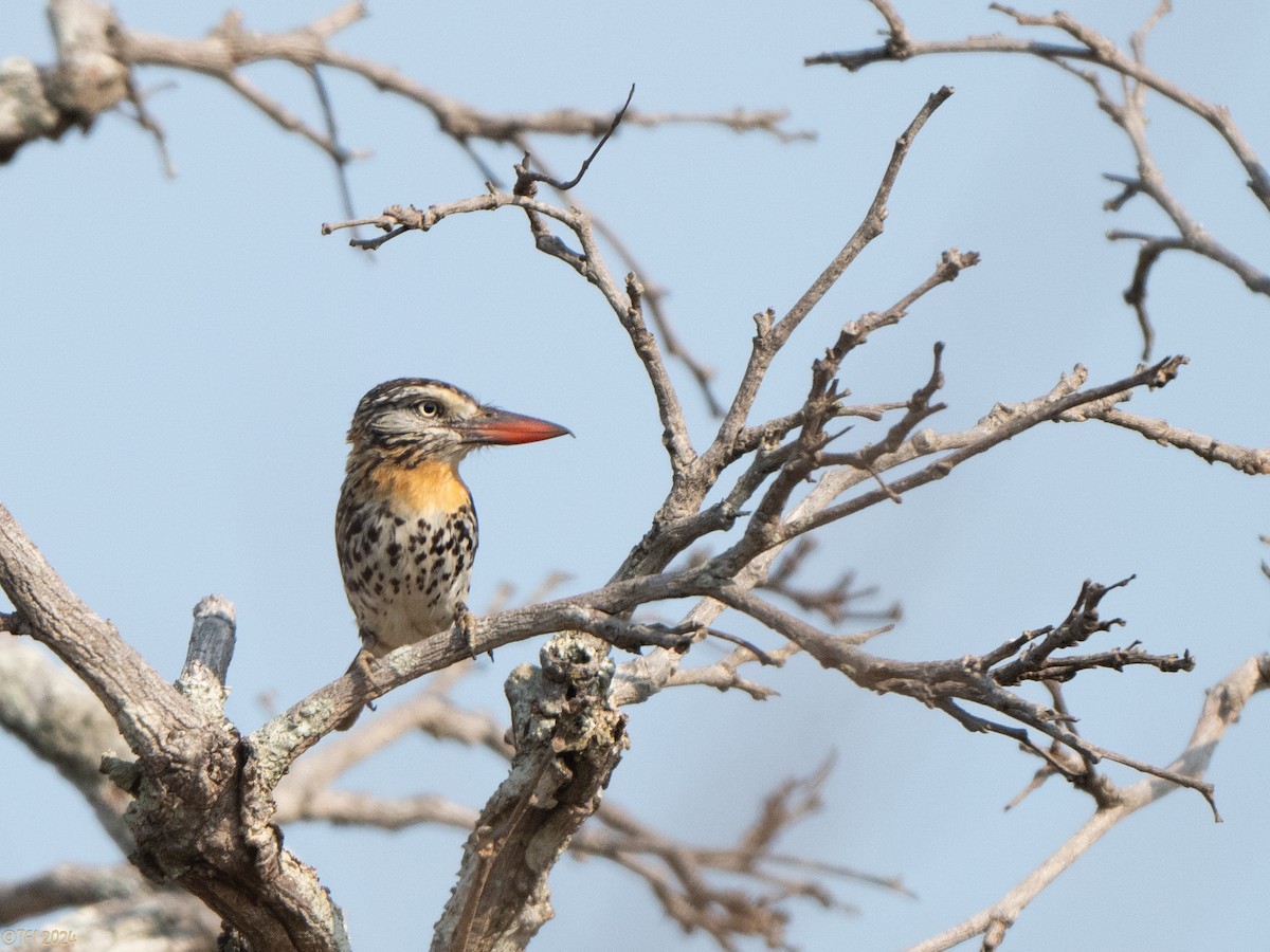 Spot-backed Puffbird - ML641056855