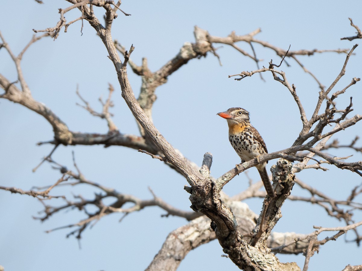 Spot-backed Puffbird - ML641056863