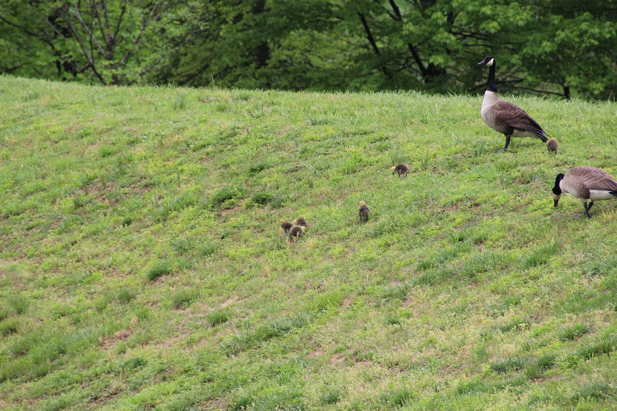 Canada Goose - ML641056866