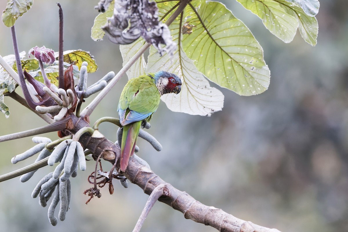 regnbueparakitt (caeruleiceps) (blåkroneparakitt) - ML641056872