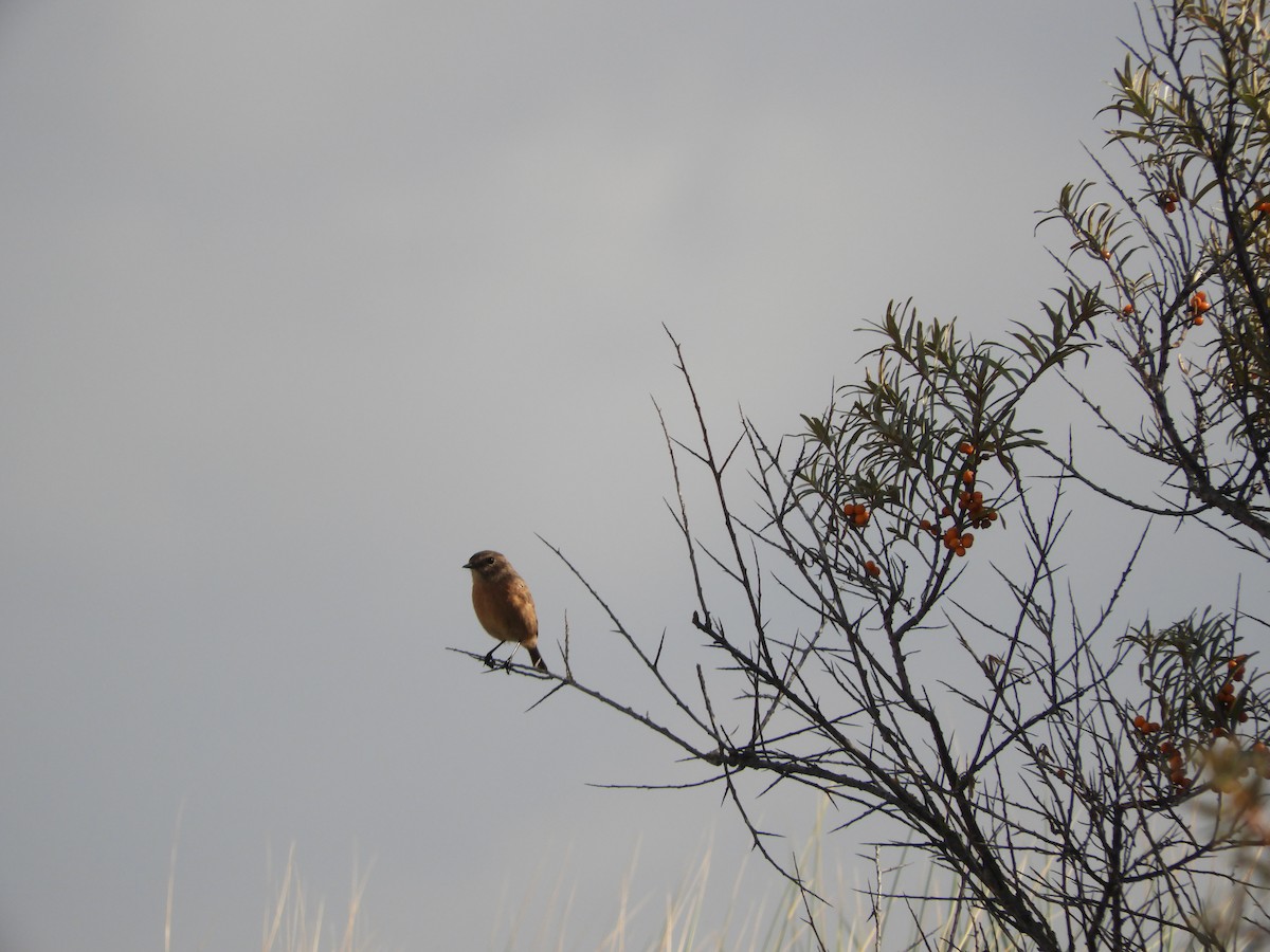 European Stonechat - ML641056876