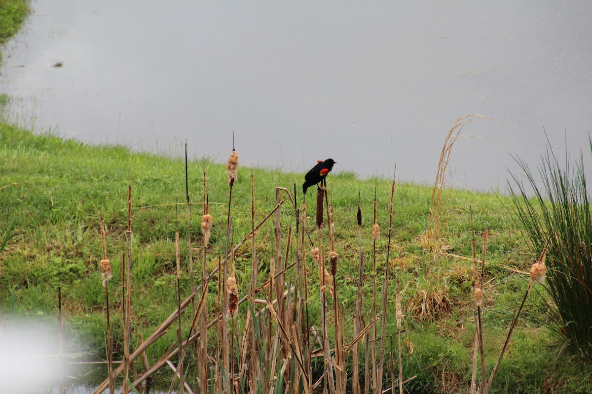 Red-winged Blackbird (Red-winged) - ML641056886
