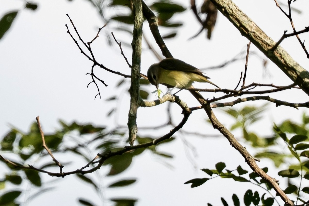 Philadelphia Vireo - ML641056900