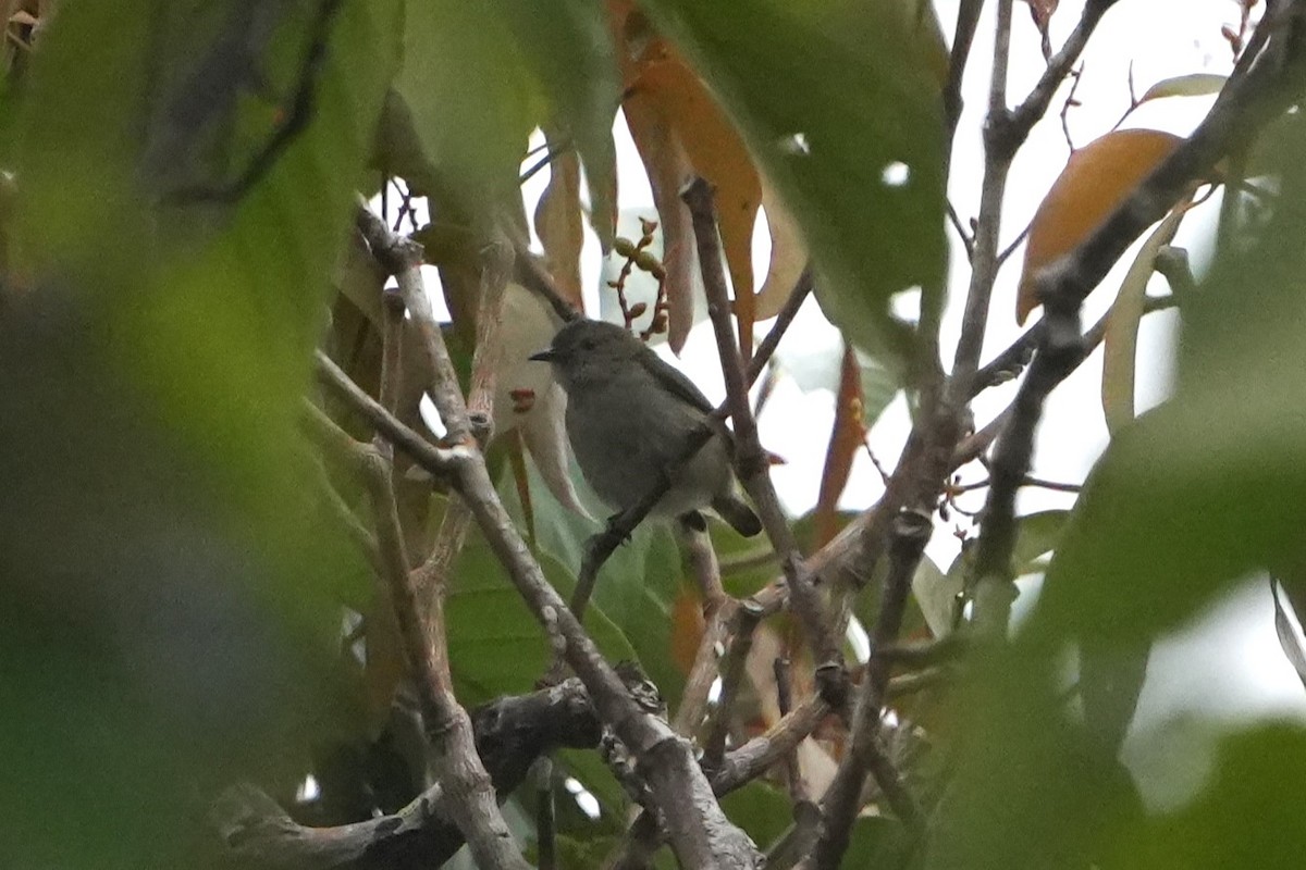 Plain Flowerpecker - ML641056915