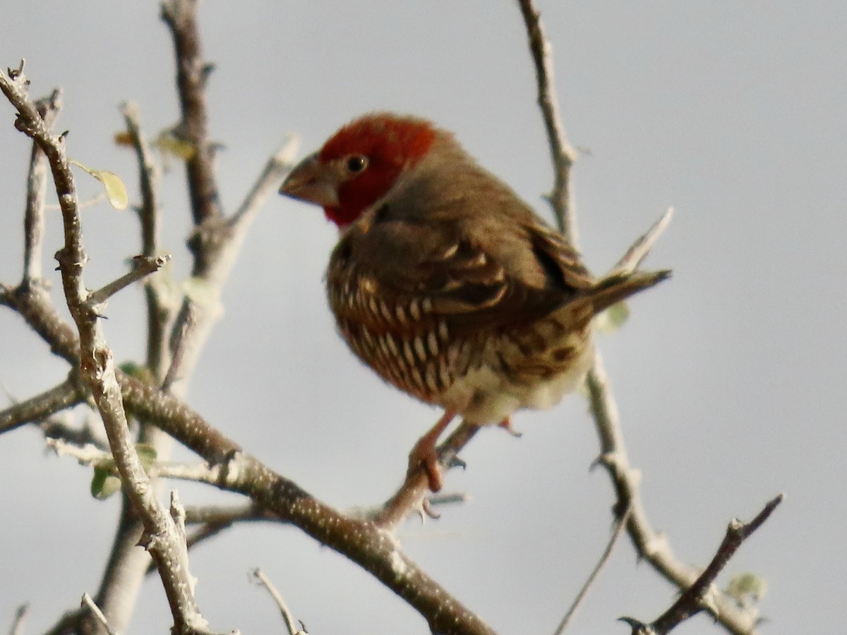 Red-headed Finch - ML641056963