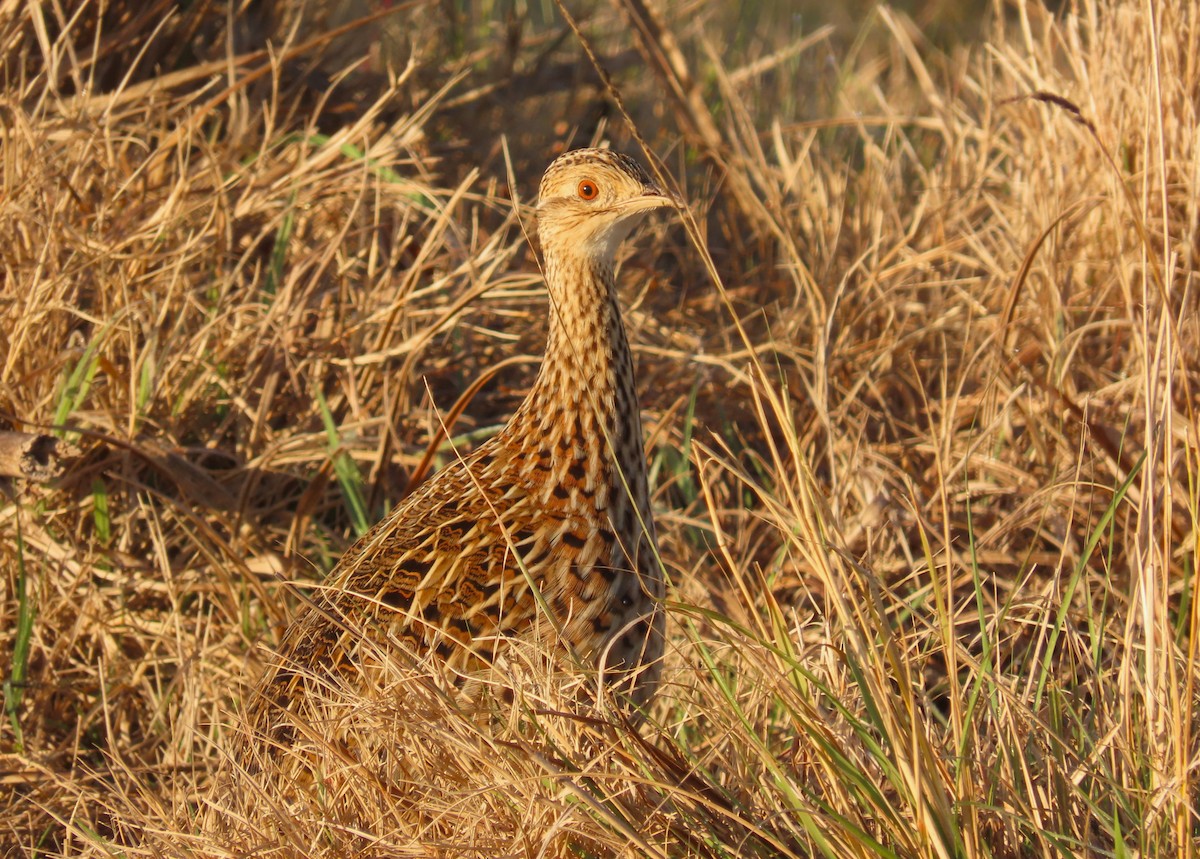 Spotted Nothura - ML641056984