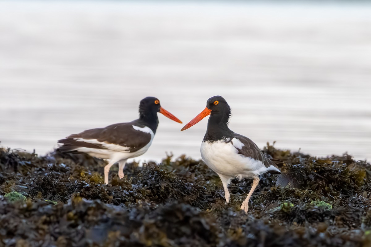 American Oystercatcher - ML641056999