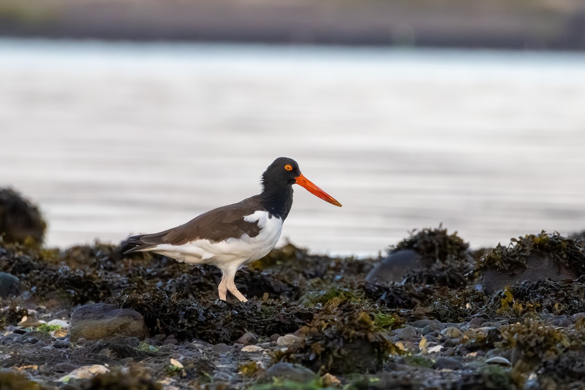 American Oystercatcher - ML641057000