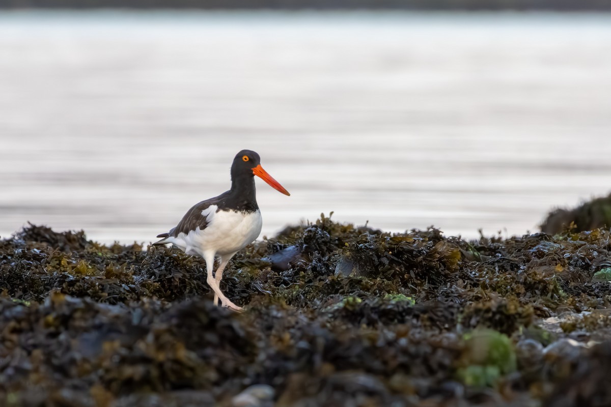 American Oystercatcher - ML641057001