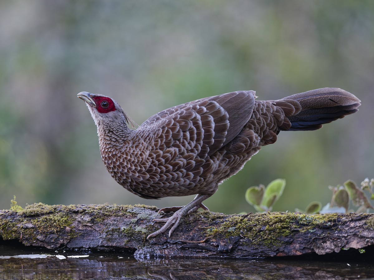 Kalij Pheasant - ML641057006